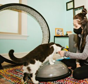 A cat puts its front paws on a bosu ball while Dr. Bui offers a treat