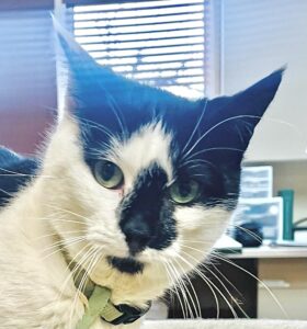 Bebe is a black-and-white kitty in a green collar