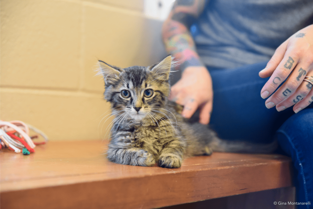 Small, brown-striped kitten sits on a wooden bench. In the background, a person pets him. ©Gina Montanarelli