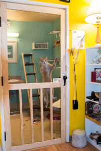 The cat room at the thrift store is behind a screen door. Boss, a former resident, climbs the door. Behind him are cat toys and furniture and a teal wall.