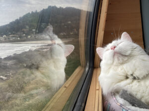 Rumi lies in a vehicle, next to the window. He reclines, eyes closed. In the window, we see the coast and his reflection.