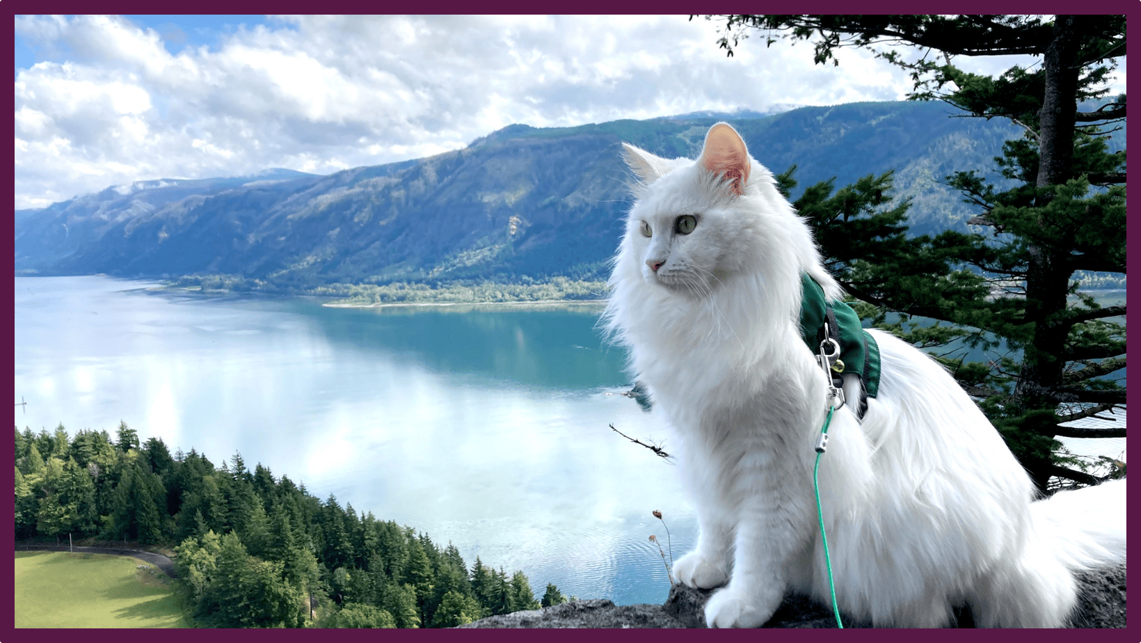 Rumi, long-haired white cat, sits in the foreground of a picturesque view of The Columbia River gorge with the river in the background.