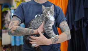 A person with tattooed arms holds a gray tabby cat