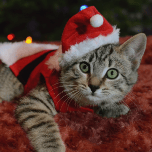 Small tabby kitten lounges on a red blanket. He wears a small santa hat and santa coat.