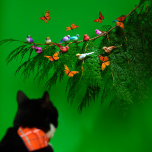 A shot from behind a black cat who is wearing a bandana and looking at a sprig of evergreen covered in fabric butterflies and birds