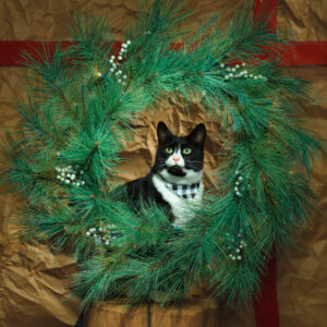 A tuxedo cat positioned behind an evergreen wreath