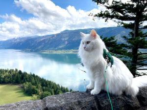 Rumi, a fluffy white cat, sites on a concrete ledge during a hike in the Columbia River Gorge.