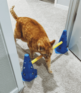 An orange cat walks through a doorway and must step over a yellow bar held up by two blue cones.
