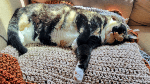 A calico cat with white paws snoozes on her side on a tan blanket.