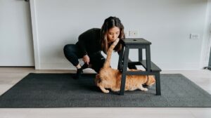 Dr. Bui uses a treat to convince an orange cat to walk underneath a black step stool.