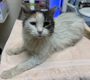 A mostly white cat with a tabby patch over one eye, Schmutz lays on a peach towel in an exam room. Her coat is dirty and unkempt.