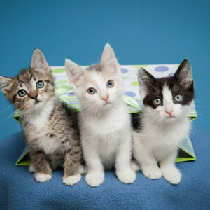Three differently colored kittens in front of a blue background
