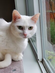 A short-haired white cat sits crouched in a windowsill.