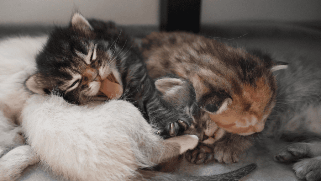 A pile of 4 small kittens of varying coat colors naps together. A black-and-brown tabby yawns wide.