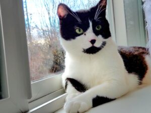 A black-and-white cat lounges in a windowsill. Through the window, we see trees behind her.