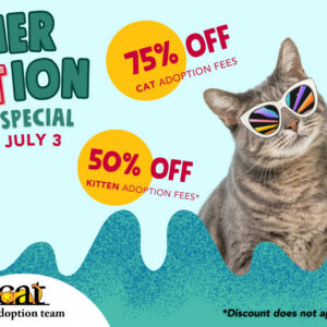 Graphic features cat and kitten wearing cartoon sunglasses