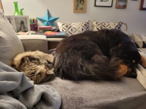 A sleeping cat and dog share a couch cushion.