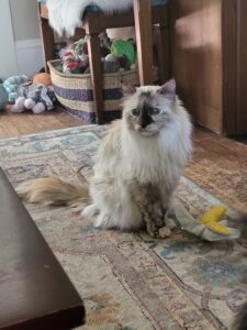 a fluffy cream-colored cat with dark marks sits on a rig