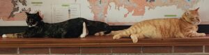 Two cats lie next to one another on a long brown table