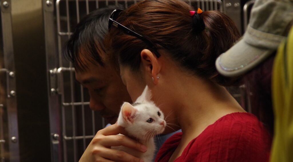 A person in a red shirt holds a white kitten