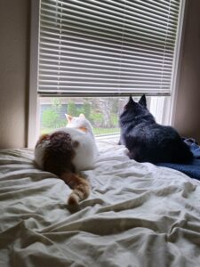 An orange-and-white cat lies next to a small black dog on the bed. They look out the window together and we see the back of their heads.