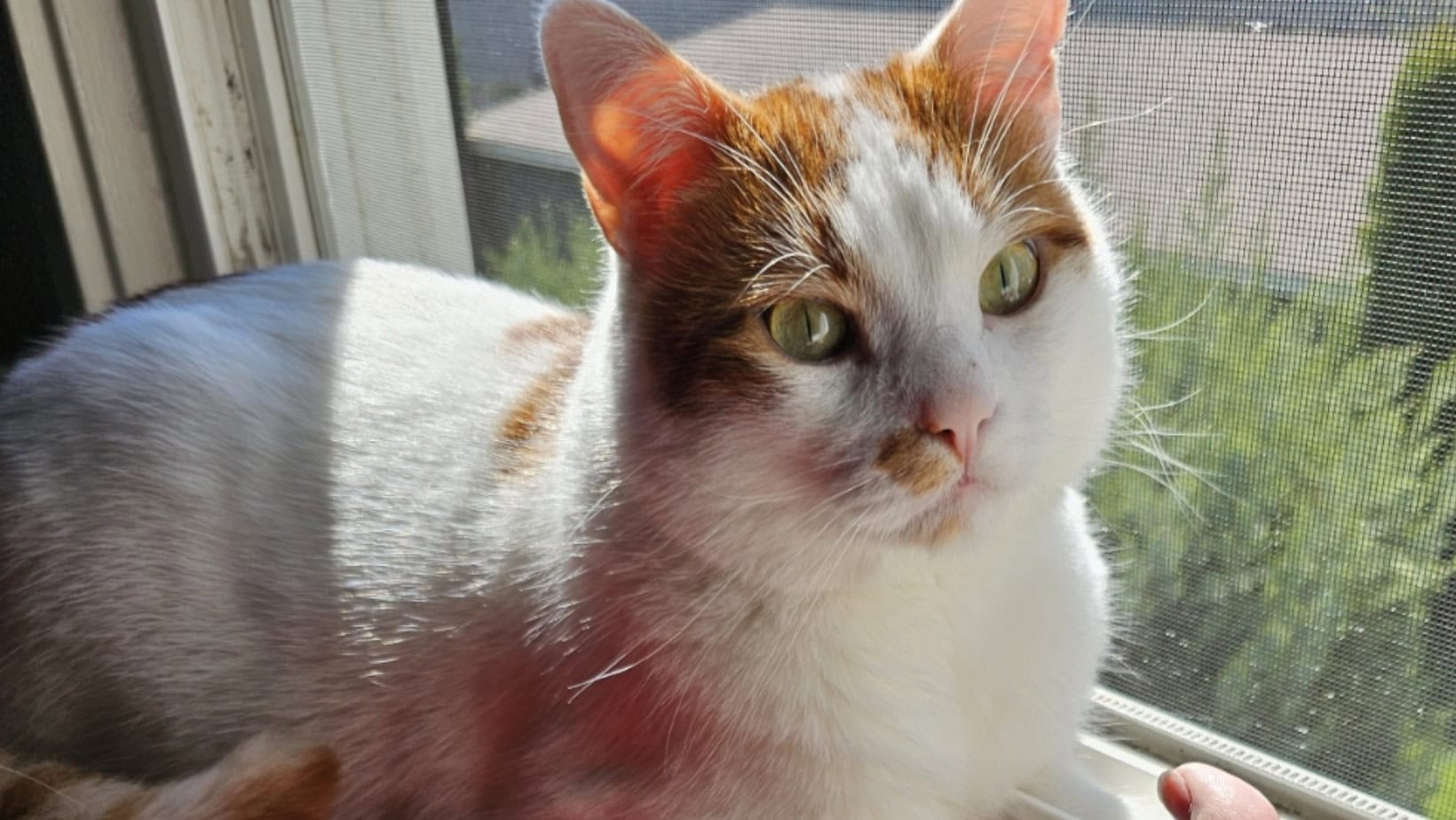 An orange-and-white cat sits against a window screen. Sunshine streams in.