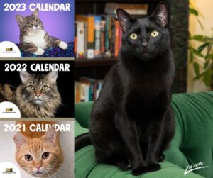 A collage of three CAT calendar covers, left, and a beautiful photo of a black cat, right.