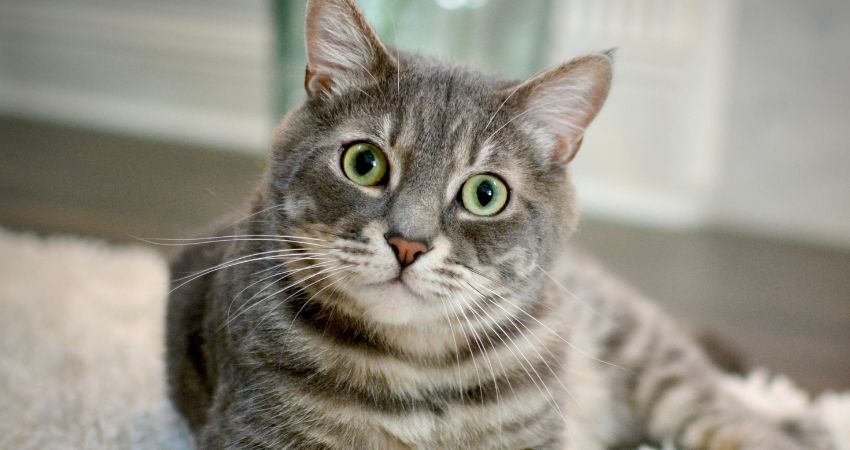 A gray tabby cat named Studebaker looks at you with his bright green eyes