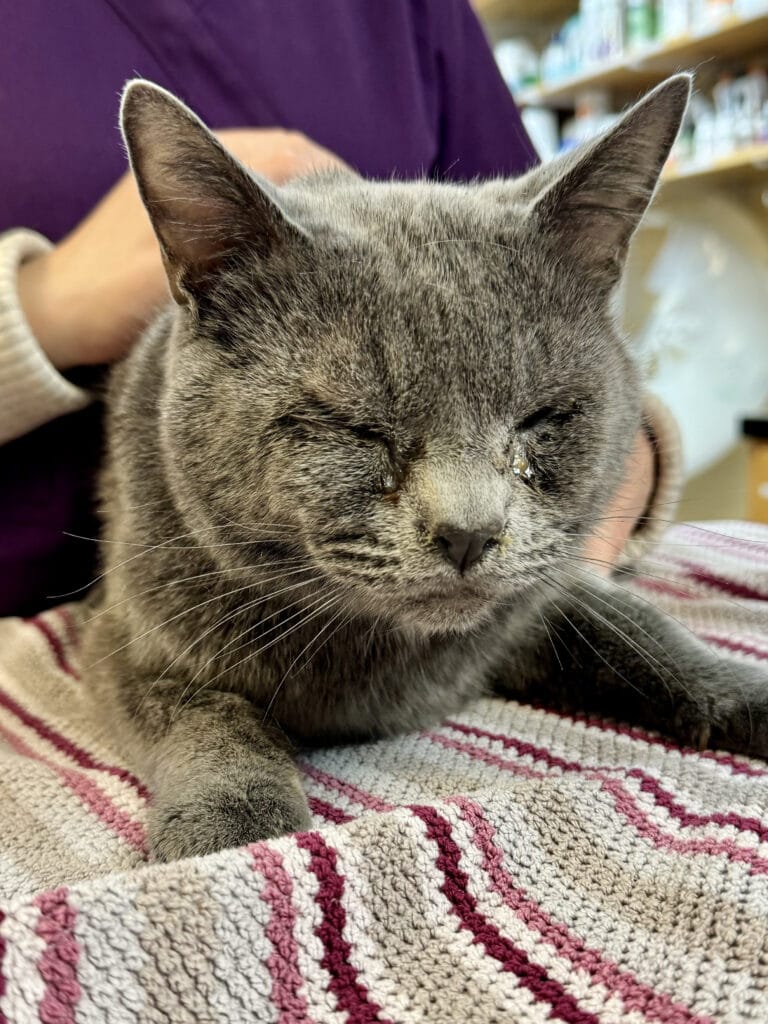 A gray cat squinting his eyes closed.