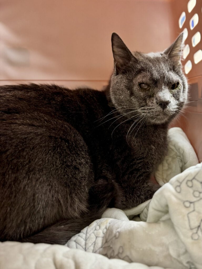 A gray cat with his eyes open after surgery.