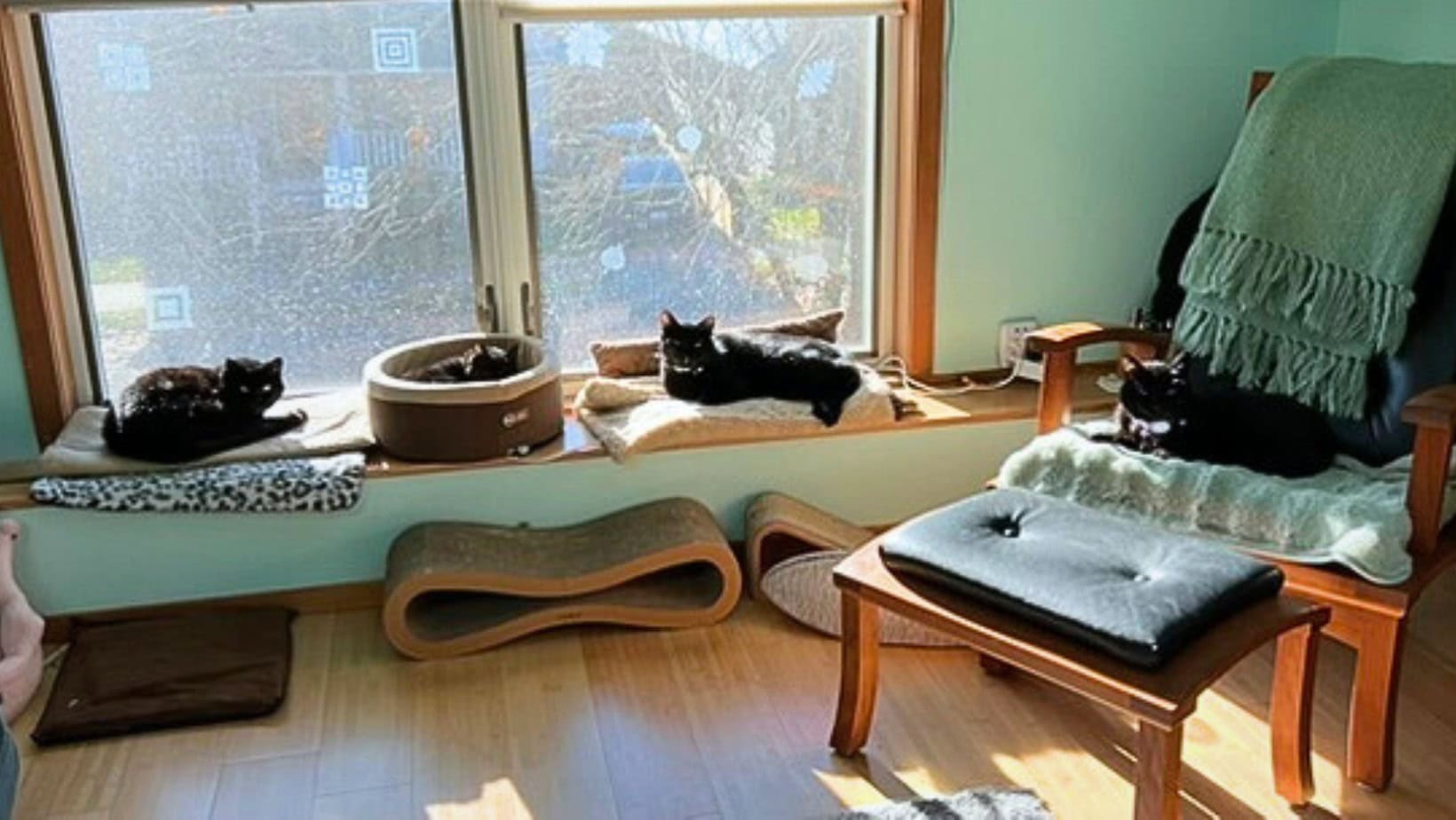 a wide shot of a living room with a window in the background. multiple cats lounge in beds in the sun.