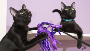 A pair of short-haired black cats plays with a purple ribbon on a white shelf. The wall behind them is painted lilac.