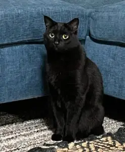 A short-haired black cat with a petite face sits in front of a blue sofa on the floor.