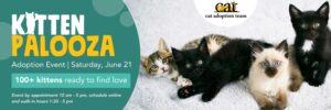 Kitten Palooza kittens