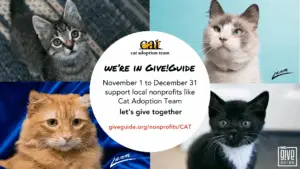 pictures of 4 cats banner